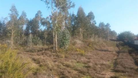 Terreno com 8.000 m² | São Romão Do Coronado, Trofa