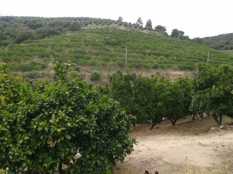 Herdade  Venda em Santa Comba de Vilariça,Vila Flor