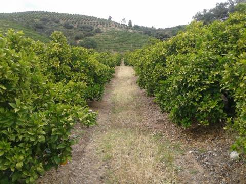 Herdade  Venda em Santa Comba de Vilariça,Vila Flor