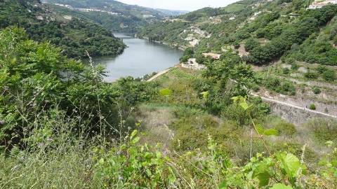 Terreno Misto  Venda em Santa Marinha do Zêzere,Baião