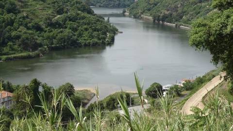 Terreno Misto  Venda em Santa Marinha do Zêzere,Baião