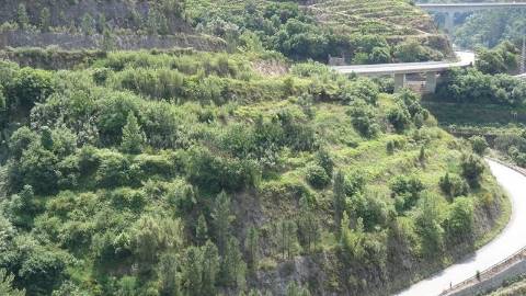 Terreno Misto  Venda em Santa Marinha do Zêzere,Baião