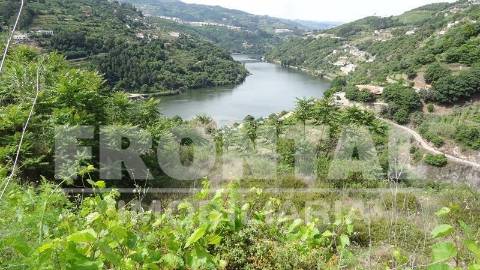 Terreno Único com Potencial Habitacional ou Agrícola | Santa Marinha do Zêzere, Baião