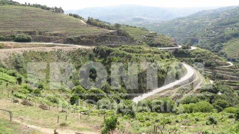 Terreno Único com Potencial Habitacional ou Agrícola | Santa Marinha do Zêzere, Baião