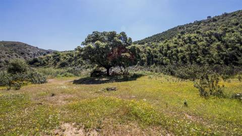 Terreno  Venda em Alcoutim e Pereiro,Alcoutim