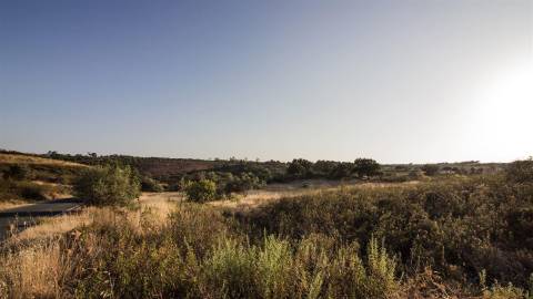Terreno Rústico  Venda em Azinhal,Castro Marim
