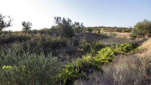 Terreno Rústico  Venda em Azinhal,Castro Marim
