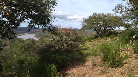 Terreno Rústico  Venda em Alcoutim e Pereiro,Alcoutim