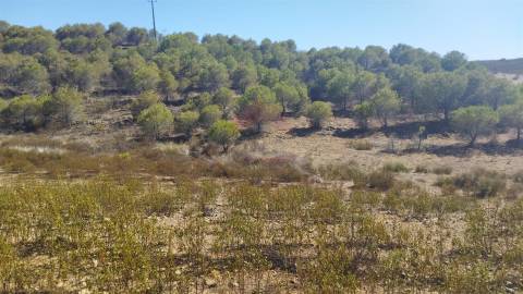 Terreno Rústico  Venda em Alcoutim e Pereiro,Alcoutim
