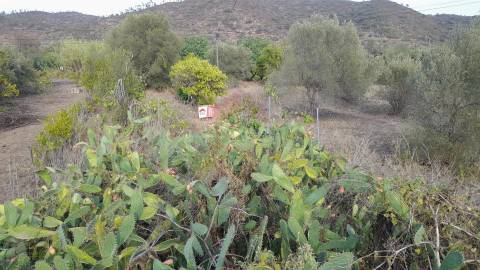 Terreno rústico em Álamo, Alcoutim.