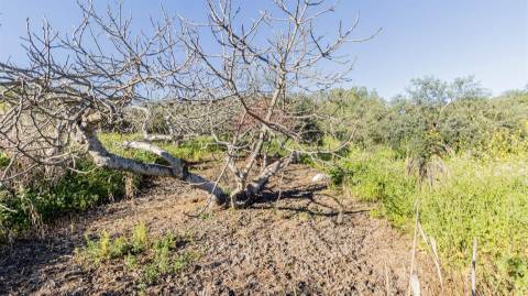 Terreno Rústico  Venda em Alcoutim e Pereiro,Alcoutim
