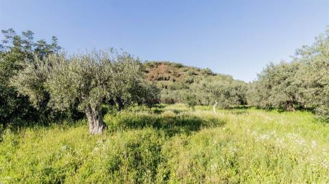 Terreno Rústico  Venda em Alcoutim e Pereiro,Alcoutim