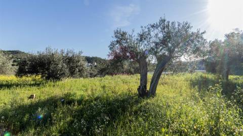 Terreno Rústico  Venda em Alcoutim e Pereiro,Alcoutim