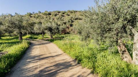 Terreno Rústico  Venda em Alcoutim e Pereiro,Alcoutim