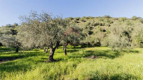 Terreno Rústico  Venda em Alcoutim e Pereiro,Alcoutim