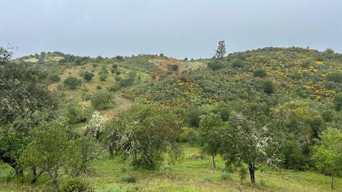 Terreno Rústico  Venda em Alcoutim e Pereiro,Alcoutim