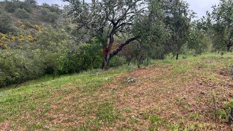 Terreno Rústico  Venda em Alcoutim e Pereiro,Alcoutim
