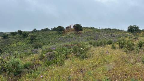 Terreno Rústico  Venda em Alcoutim e Pereiro,Alcoutim