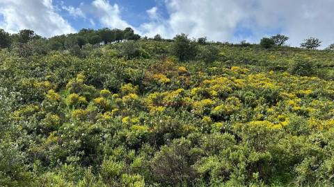 Terreno Rústico  Venda em Alcoutim e Pereiro,Alcoutim