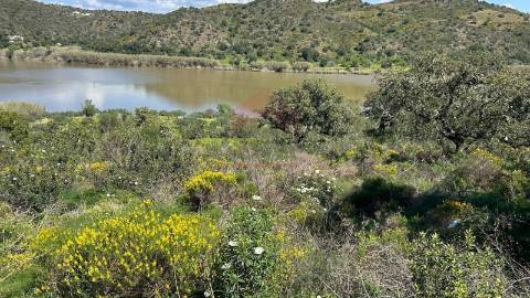 Terreno Rústico  Venda em Alcoutim e Pereiro,Alcoutim