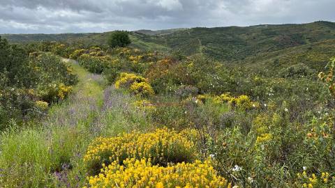 Terreno Rústico  Venda em Alcoutim e Pereiro,Alcoutim