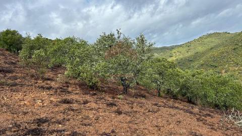 Terreno Rústico  Venda em Alcoutim e Pereiro,Alcoutim