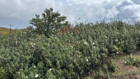 Terreno Rústico  Venda em Alcoutim e Pereiro,Alcoutim