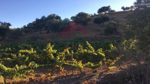 Terreno Rústico  Venda em Azinhal,Castro Marim