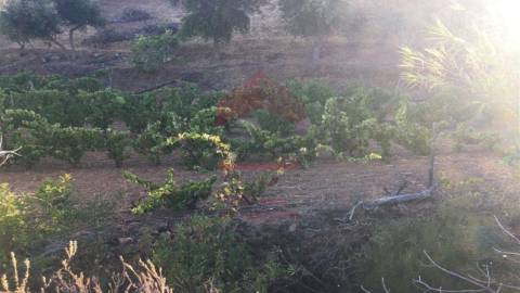 Terreno Rústico  Venda em Azinhal,Castro Marim