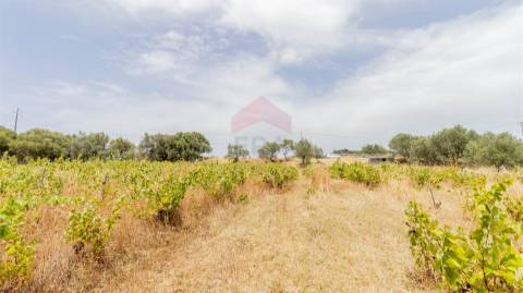 Terreno Rústico  Venda em Alcoutim e Pereiro,Alcoutim