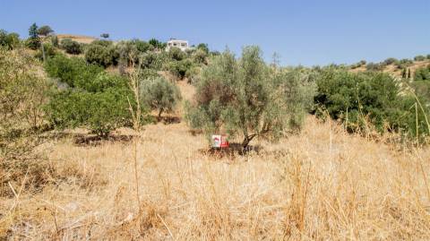 Terreno Rústico  Venda em Odeleite,Castro Marim