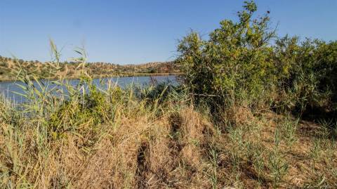 Terreno Rústico  Venda em Odeleite,Castro Marim
