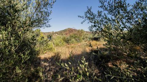 Terreno Rústico  Venda em Alcoutim e Pereiro,Alcoutim