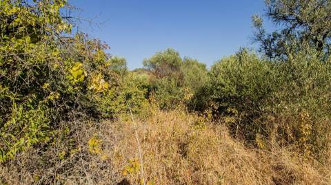 Terreno Rústico  Venda em Alcoutim e Pereiro,Alcoutim