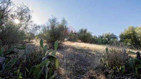 Terreno Rústico  Venda em Odeleite,Castro Marim