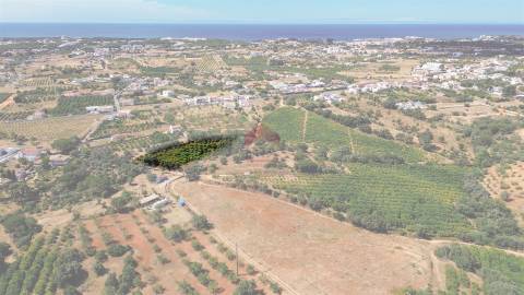 Terreno Rústico  Venda em Albufeira e Olhos de Água,Albufeira
