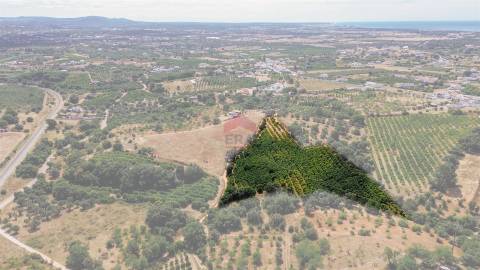 Terreno Rústico  Venda em Albufeira e Olhos de Água,Albufeira