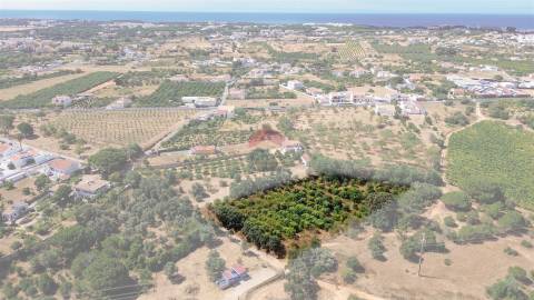 Terreno Rústico  Venda em Albufeira e Olhos de Água,Albufeira
