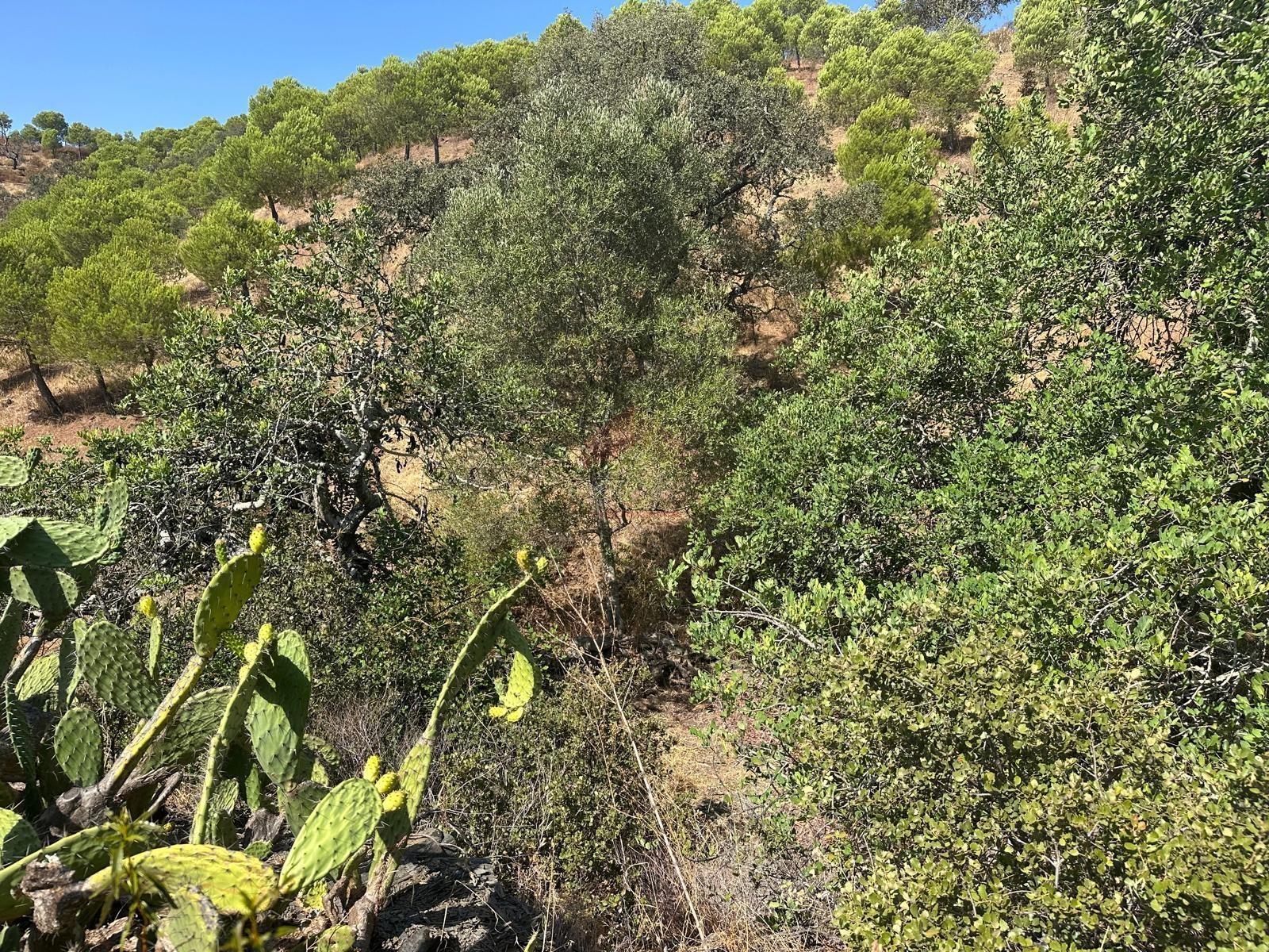 Terreno Rústico  Venda em Odeleite,Castro Marim