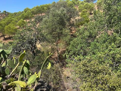 Terreno Rústico  Venda em Odeleite,Castro Marim