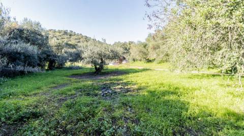 Terreno Rústico  Venda em Alcoutim e Pereiro,Alcoutim