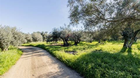 Terreno Rústico  Venda em Alcoutim e Pereiro,Alcoutim