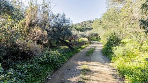 Terreno Rústico  Venda em Alcoutim e Pereiro,Alcoutim