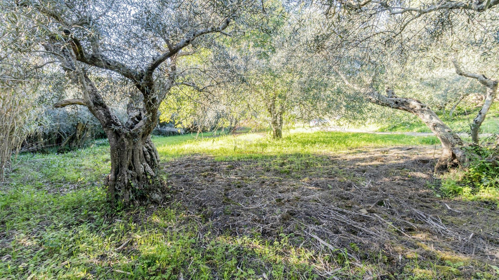 Terreno Rústico  Venda em Alcoutim e Pereiro,Alcoutim