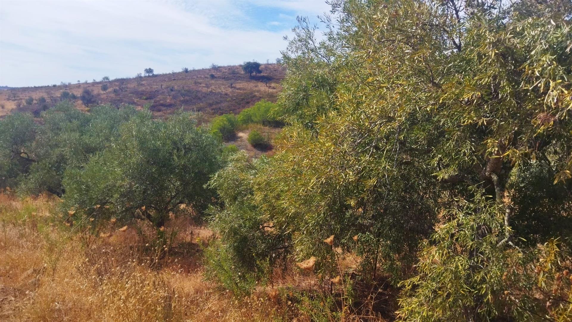 Terreno Rústico  Venda em Odeleite,Castro Marim