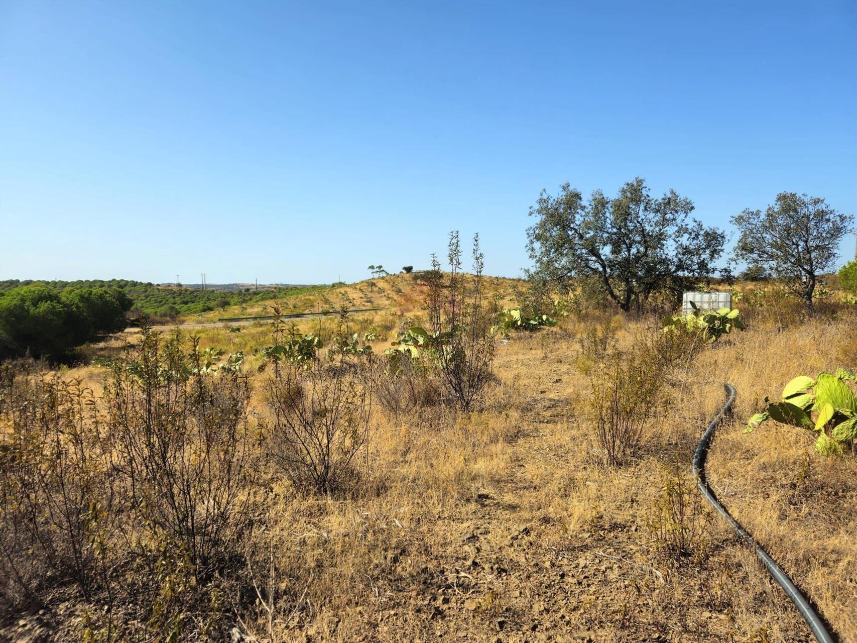 Terreno Rústico  Venda em Azinhal,Castro Marim