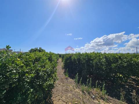 Moradia Isolada T5 Venda em Conceição e Estoi,Faro