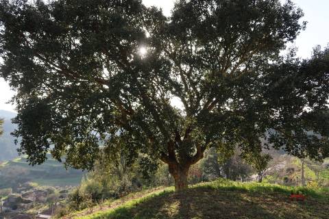 Quintinha em Castelo de Paiva