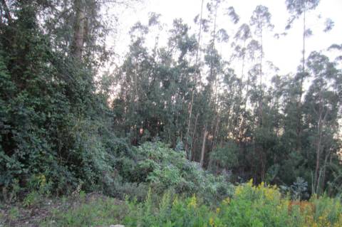 Lote Industrial  Venda em Santa Maria da Feira, Travanca, Sanfins e Espargo,Santa Maria da Feira