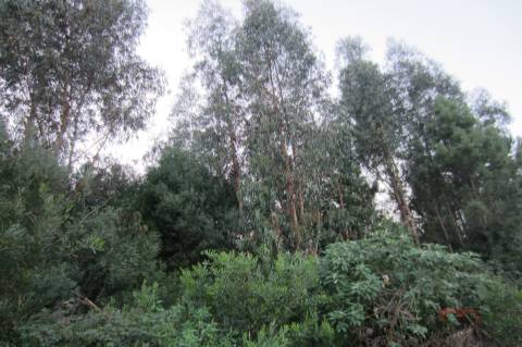 Lote Industrial  Venda em Santa Maria da Feira, Travanca, Sanfins e Espargo,Santa Maria da Feira